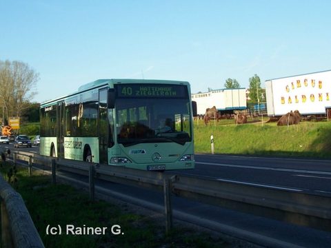 Rainer erwischte ihn im Mai 2008 vor den Trampeltieren des Zirkus Baldoni